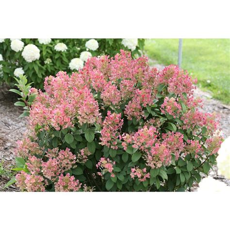 Flowers from mid summer to frost. Proven Winners 4.5 in. qt. Little Quick Fire Hardy ...
