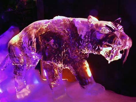 Ice Sculpture Festival Saber Toothed Tiger N4451 A Photo On Flickriver