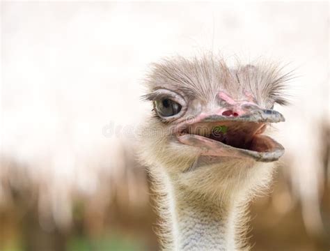 The Open Mouth Ostrich Stock Photo Image 51967744