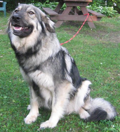 Throughout its development, the american alsatian was also known as the north american shepalute and the alsatian shepalute. Extreme Dog Breeds: American Alsatian