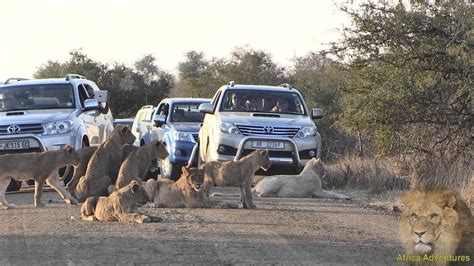 Massive Lion Sighting Causing Chaos On Kruger Park Road Youtube