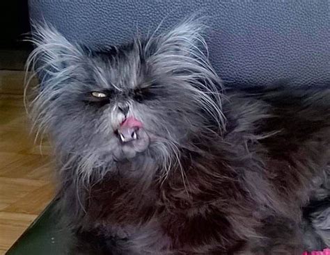 You're not the only one. Moony the cat looks like WEREWOLF with rare disorder ...