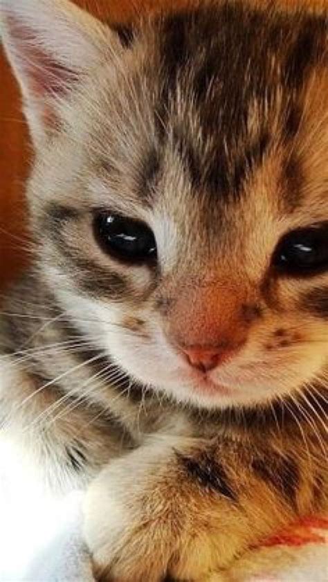 Cats And Kittens On Twitter Time For A Really Cute Kitten