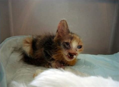 This Deformed Kitten Was Ignored By Everybodythen A 7 Year Old Girl