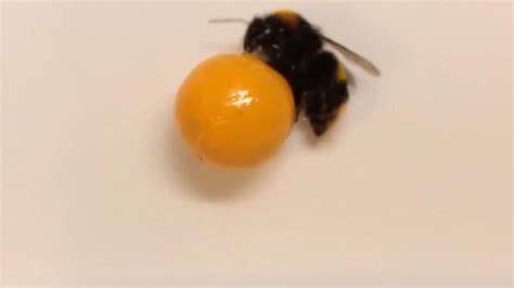 Gemist New Study Shows Surprising Phenomenon In Bumblebees