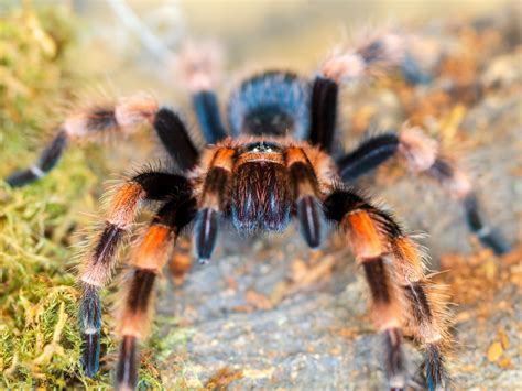 This Is My Friends Pet Mexican Red Knee Tarantula I Brought My Macro
