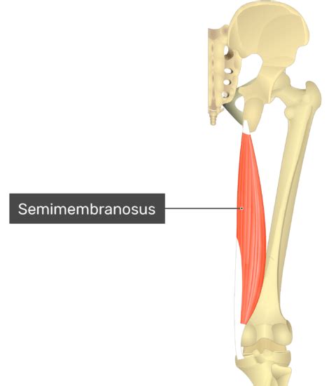 Semimembranosus Attachments Actions And Innervation Getbodysmart