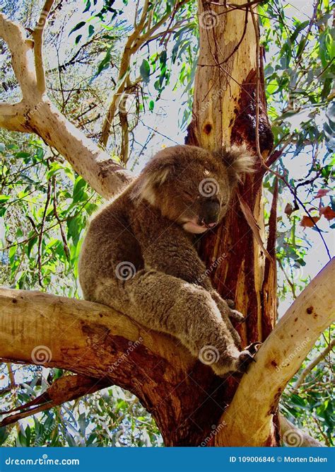 Koala Sleeping In Eucalyptus Tree Stock Photo Image Of Adventure