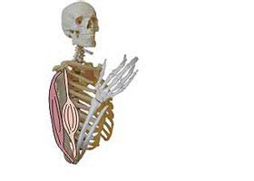 Skeletal muscles work in pairs, what does each muscle do. The Learning Zone: The Living Animal