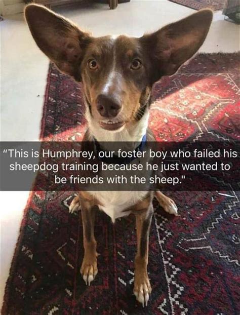 Have Some Laughs With These 18 Hilarious Doggo Memes Funny Animal