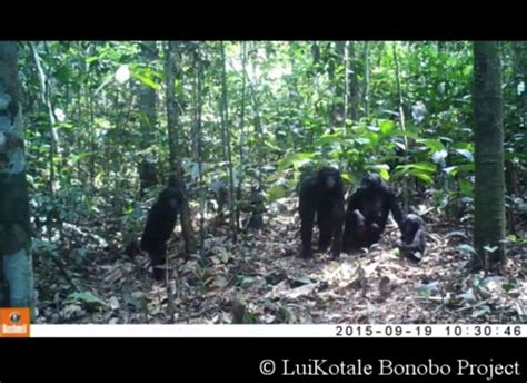 Scientists Left Camera Traps To Record Wild Apes—watch What Happens