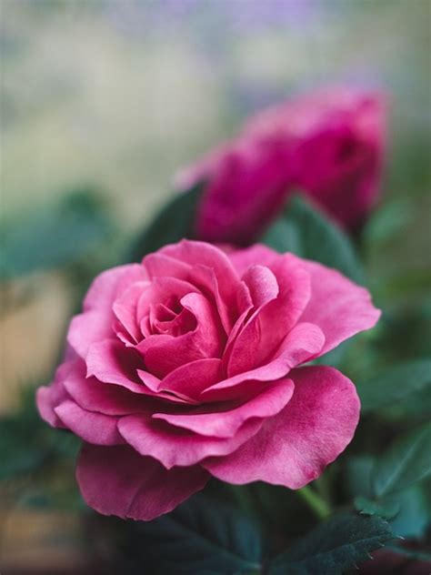 Rose Flower Pink Free Photo On Pixabay Pixabay