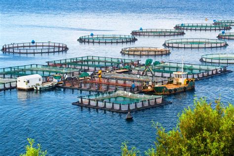 Sea Fish Farm Cages For Fish Farming Dorado And Seabass The Workers