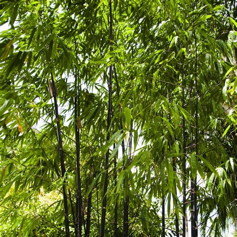 Buy Black Bamboo Phyllostachys Nigra Delivery By Waitrose Garden