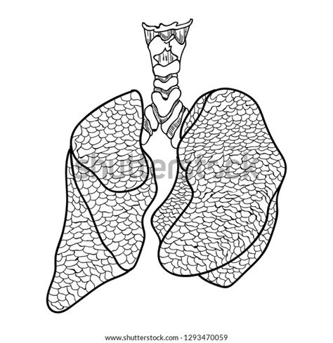 Human Lungs Anatomy Isolated On White Stock Vector Royalty Free