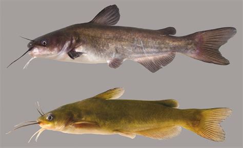 See 143 traveler reviews, 28 candid photos, and great deals for catfish bend inn & spa, ranked #4 of 12 hotels in burlington and rated 4 of 5 at tripadvisor. White Catfish - Discover Fishes