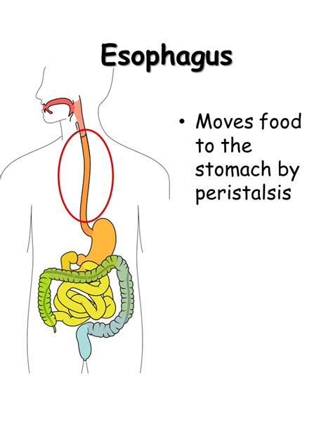 Diagram Diagram Of The Esophagus And Stomach Mydiagramonline