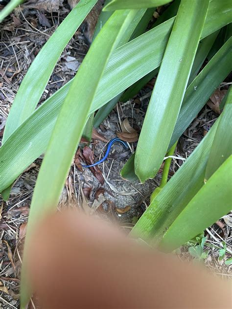 Found This Blue Worm Thing In My Backyard Do You Know What It Is R