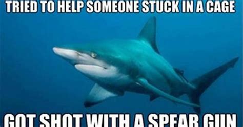 Poor Shark Dude Imgur