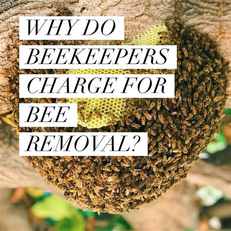 Why Do Beekeepers Charge For Live Bee Removal Beekeeping Like A Girl
