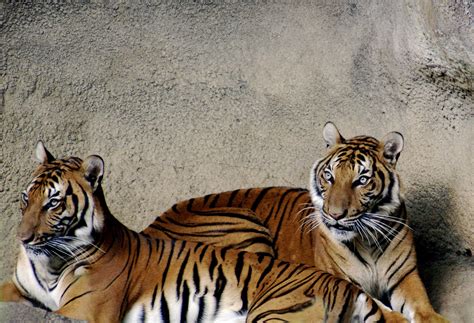 File:Tiger 032.jpg - Wikimedia Commons