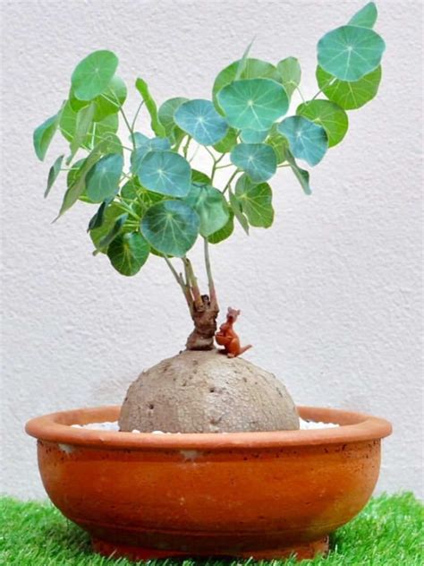 One of my favorite caudex plants! Stephania pierrei | World of Succulents | Plants ...