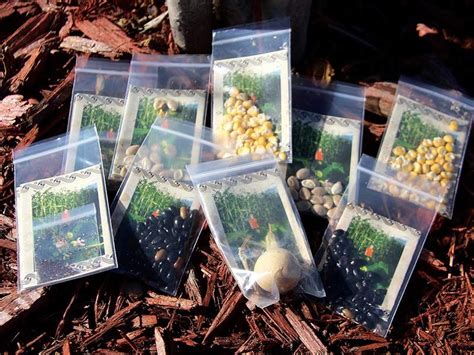 The strain has a high thc content that is about 20%. The Heirloom Garden and Native Plant Site produces seeds ...