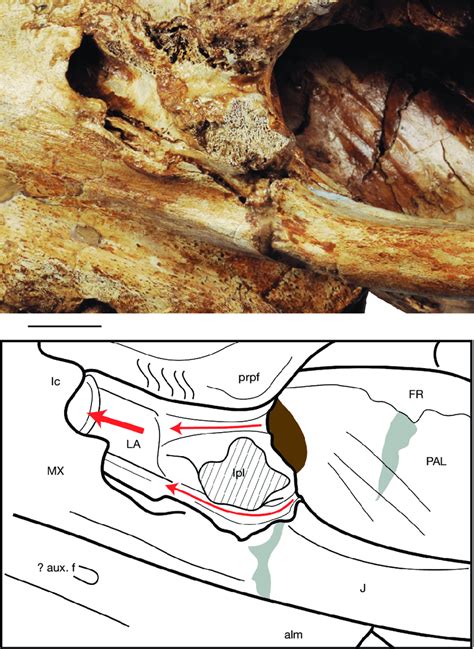 Lateral View Of The Left Lacrimal Bone In MNHN F PRU10 Holotype Of