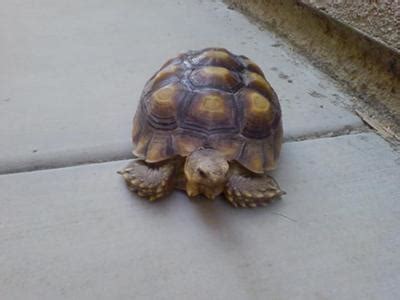 We did not find results for: What kind of tortoise do I have?