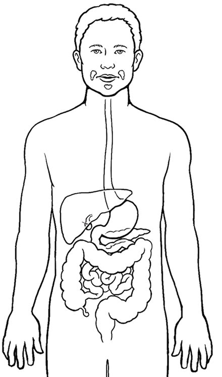 A good overall review sheet for the kids was the first page. Digestive System Coloring Pages - Learny Kids