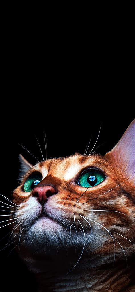 See more ideas about cat wallpaper, cute wallpapers, cat art. Cats Wallpaper for iPhone 11, Pro Max, X, 8, 7, 6 - Free ...