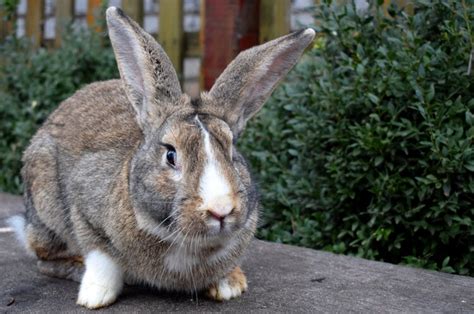 10 Largest Rabbit Breeds In The World With Pictures Pet Keen