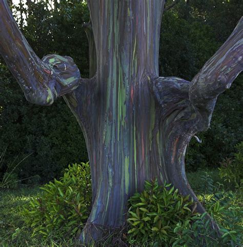 Unique Tree Species Around The World