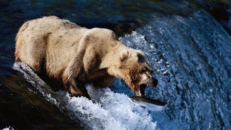 Wallpaper Waterfall Fish Wildlife Fishing Grizzly Bear Spray