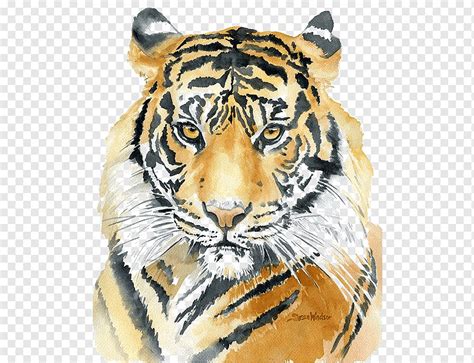 Imagen Imagen Dibujos De Tigres A Color Thptletrongtan Edu Vn