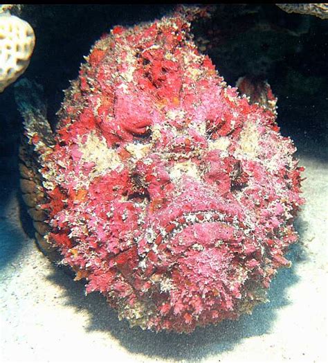 Stone Fish