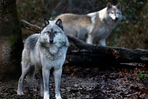 Wolves is not endorsed by or affiliated with microsoft. 1 ranch, 26 wolves killed: Fight over endangered predators ...