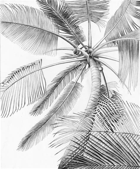 Thepalmtreebysmurfesque D517gp4 900×1088 Palm Tree Drawing