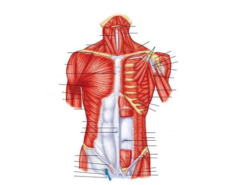 Label the pectoral girdle6p image quiz. Appendicular Muscles of the Trunk