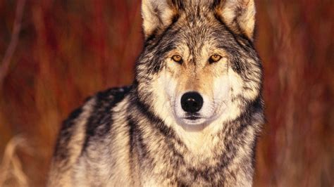 Alpha Wolf Wallpapers Top Free Alpha Wolf Backgrounds Wallpaperaccess
