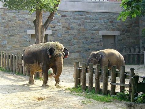 As a zoo, not that great. 2006 - USA, Washington DC - Sloni - CZ-MILKA