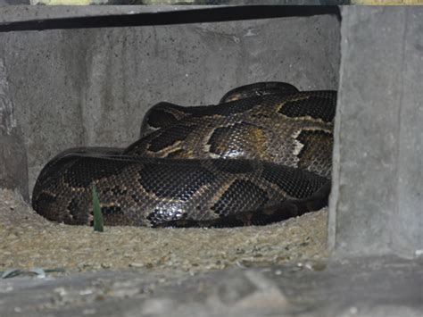 Python Bivittatus Burmese Rock Python In Moscow Zoo