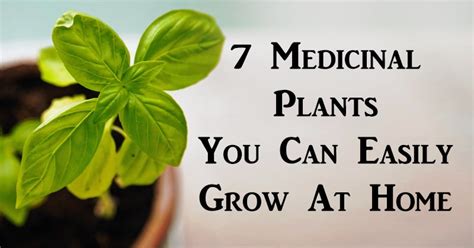 7 Medicinal Plants You Can Easily Grow At Home