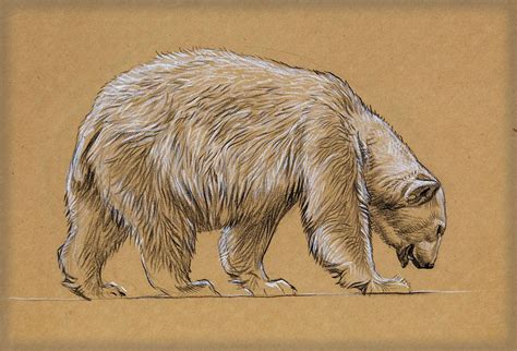 Polar Bears Pastel Pencil And White Chalk And Watercolour Raymond