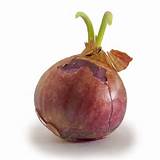 Can Onions Be Refrigerated Pictures