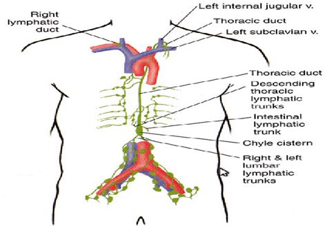 Upper Body Main Lymphatic Drainage System Download Scientific Diagram