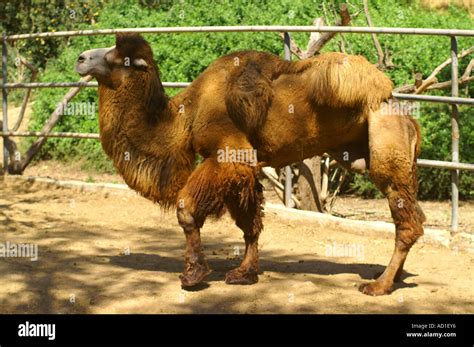 Double Hump Camel Bactrian Camel Native To Asia Stock Photo Alamy