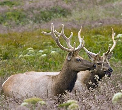 Hoofed animal, like a horse, deer or camel from halloween movies pack. Deer and Other Ungulates | Animal Welfare Institute