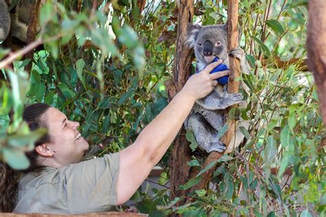 Lone Pine Koala Sanctuary Tickets In Brisbane Pelago