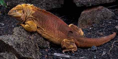 Mustard Monster | This male Galápagos land iguana ...